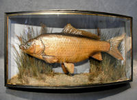 Mounted Carp   T139